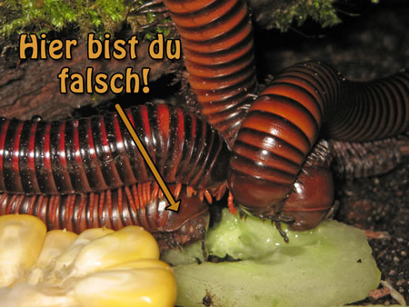 falsch.jpg