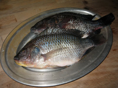 tilapia.jpg