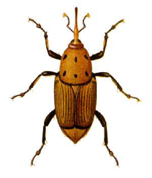 rhynchophorus-ferrugineus