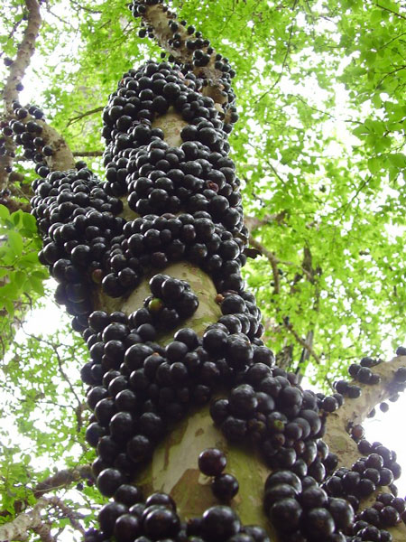 jabuticaba1