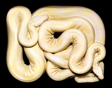 Boa-constrictor-imperator.