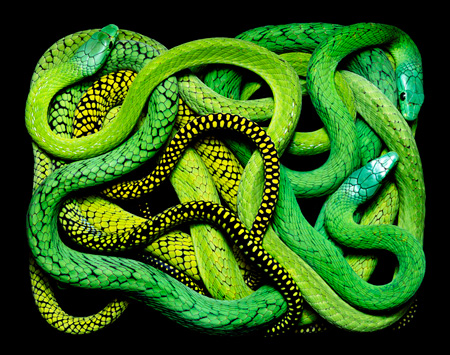 Dendroaspis-jamesoni-jamesonii.