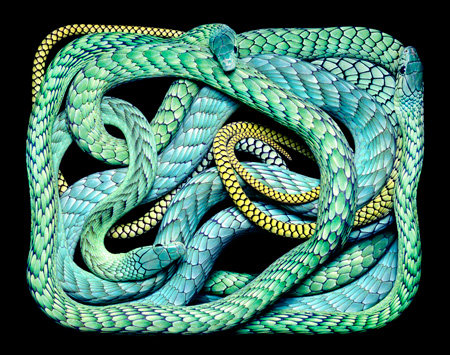 Dendroaspis-viridis.