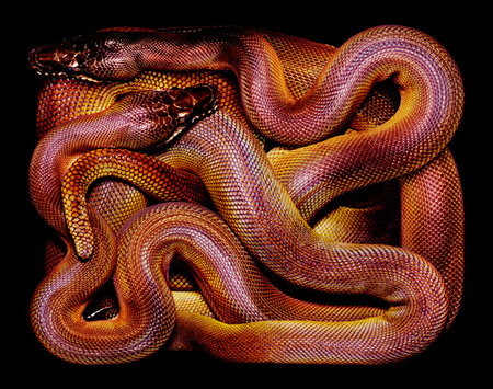 Leiopython-albertisi.