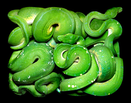 Morelia-viridis.